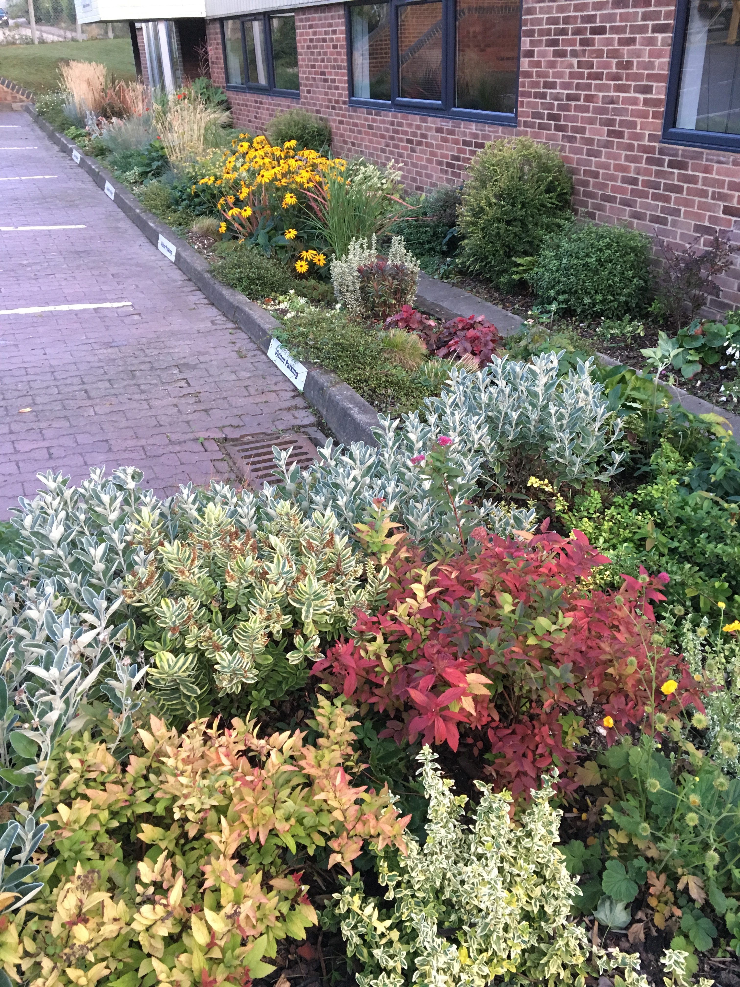 Curb Appeal close-up of flowering shrubs