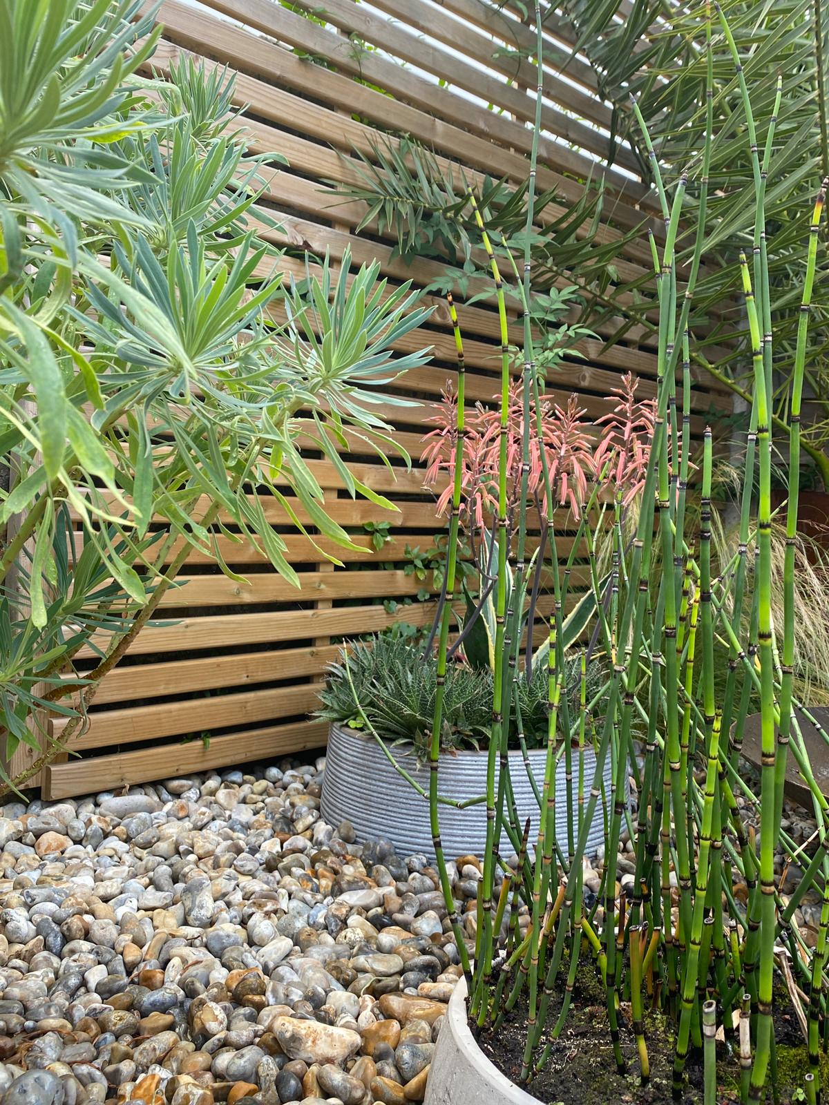 The Maritime Pocket mixed grasses and flowering plants