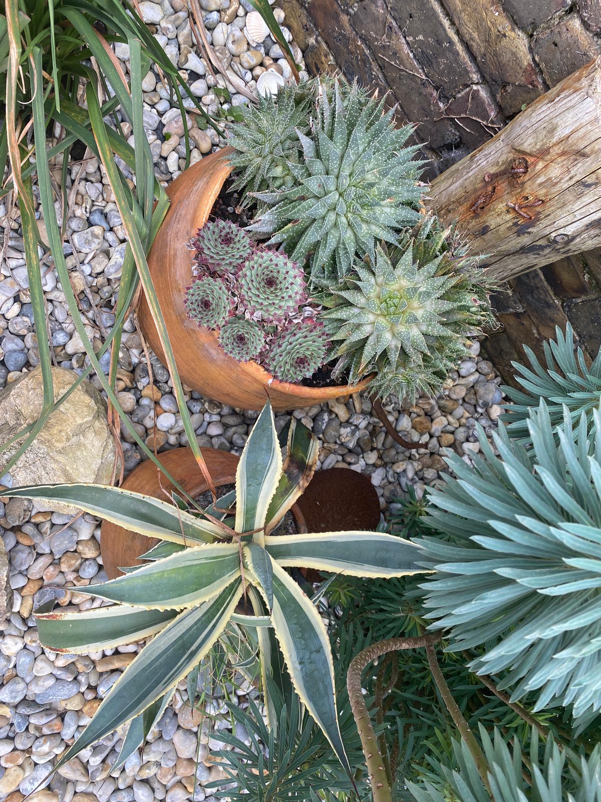 The Maritime Pocket ornamental planting near stone feature