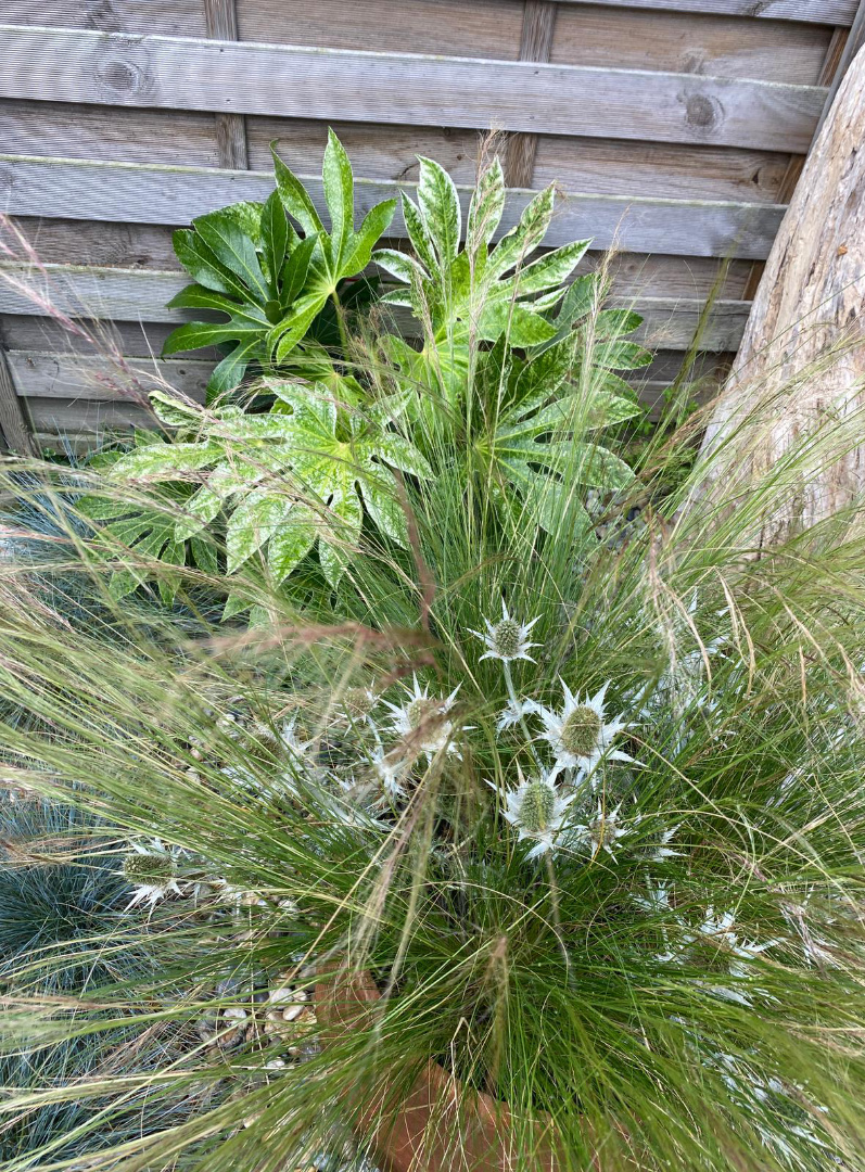 The Maritime Pocket coastal flowers in bloom